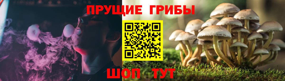 Галлюциногенные грибы MAGIC MUSHROOMS  Галлюциногенные грибы Cubensis  Людиново  Вход с VPN 